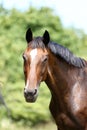 Head of a young thoroughbred horse on the summer meadow Royalty Free Stock Photo