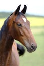 Head of a young thoroughbred horse on the summer meadow Royalty Free Stock Photo