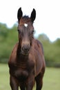 Head of a young thoroughbred horse on the summer meadow Royalty Free Stock Photo