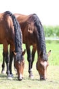 Head of a young thoroughbred horse on the summer meadow Royalty Free Stock Photo