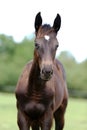 Head of a young thoroughbred horse on the summer meadow Royalty Free Stock Photo