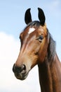 Head of a young thoroughbred horse on the summer meadow Royalty Free Stock Photo