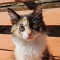 The head of a young tricolor cat. Fluffy white and red, black kitten. Tricolor kitty muzzle Royalty Free Stock Photo