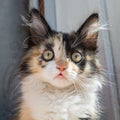 The head of a young tricolor cat. Fluffy white and red, black kitten. Tricolor kitty muzzle Royalty Free Stock Photo