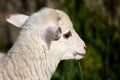 Closeup head of a young white lamb Royalty Free Stock Photo