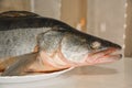 The head of zander on a plate close-up Royalty Free Stock Photo