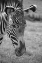 Head of a zebra in black and white