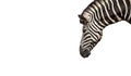 Head of Zebra Isolated on White Background, Clipping Path Royalty Free Stock Photo
