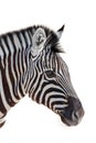 Head of a zebra isolated in white background Royalty Free Stock Photo