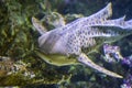 The head of Zebra shark swims at a coral reef in the Indian Ocean