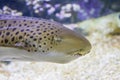 The head of Zebra shark swims at a coral reef in the Indian Ocean Royalty Free Stock Photo