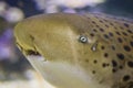 The head of Zebra shark swims at a coral reef in the Indian Ocean