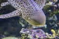 The head of Zebra shark swims at a coral reef in the Indian Ocean Royalty Free Stock Photo