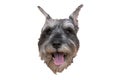 Head of a Zwergschnauzer dog Royalty Free Stock Photo