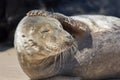 Headache. Funny animal meme image. Seal with a sore head Royalty Free Stock Photo