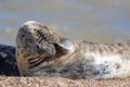 Headache. Funny animal meme image. Wild seal covering its eyes