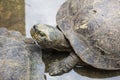 Headed box turtle Royalty Free Stock Photo