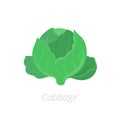 Headed cabbage. Cabbage plants. Harvest green growth. Brassica oleracea. Agriculture cultivated plant. Green leaves. Flat vector