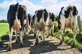 Headed towards greener grass. Rearview shot of a herd of cattle off to graze on a dairy farm.