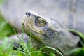 Headed turtle Royalty Free Stock Photo