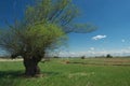 Headed willow tree on a boggy meadow. Spring in the river valleys Royalty Free Stock Photo