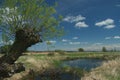 Headed willow tree on a boggy meadow. Spring in the river valleys Royalty Free Stock Photo