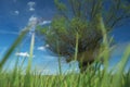 Headed willow tree on a boggy meadow. Spring Royalty Free Stock Photo