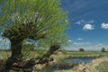 Headed willow tree on a boggy meadow. Spring Royalty Free Stock Photo