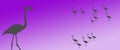 Header Background Birds Flamingo Group Flock Silhouette with Isolated Flamingo