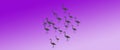 Header Background Birds Greater Flamingo Flock with Sun