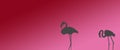 Header Background Birds Greater Flamingo Pair Standing at Side Royalty Free Stock Photo