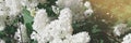 Header with blooming white lilac tree flowers Royalty Free Stock Photo