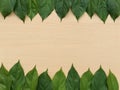 Header and footer border from fresh leaf