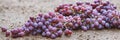 Header, fresh raw organic grapes blue or red, grey background