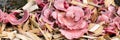 Header, full grown pink oyster mushrooms, fungiculture and mushroom farm Royalty Free Stock Photo
