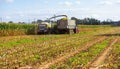 Header harvesting fodder corn mass, pouring into truck body