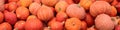 Header with a lots of hokkaido pumpkins, Red kuri squash background Royalty Free Stock Photo