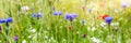 Header with native wildflowers, natural habitat for insects Royalty Free Stock Photo