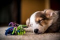 Header, Portrait of a cute mixed-breed Puppy with a Dog toy rope