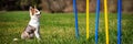 Header, puppy dog sitting in front of weave poles, concept agility and train Royalty Free Stock Photo