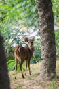 Heading among the Green Trees Javan Rusa Deer