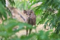 Heading among the Green Trees Javan Rusa Deer