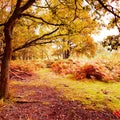 Trees in autumn Royalty Free Stock Photo