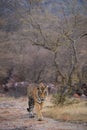 Wild male tiger panthera tigris on evening stroll and territory marking at summer safari in dry deciduous forest of Ranthambore