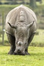 Headon view of grazing Rhinoceros