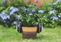 Headphones cover on Cobra Bird`s nest fern Asplenium nidus plant pot on green grass in the garden with purple flowers backgroun Royalty Free Stock Photo