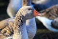 Heads of beautiful gray geese with beaks, perigord geese on a traditional farm goose, spring, Summer