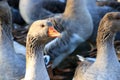 Heads of beautiful gray geese with orange beaks, perigord geese on a farm.