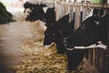 Heads of black and white holstein cows feeding on grass Royalty Free Stock Photo