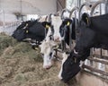 Heads of black and white holstein cows feeding in stable in the Royalty Free Stock Photo